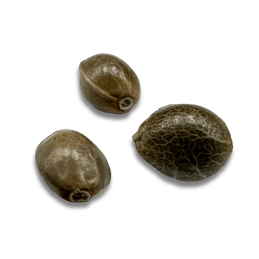 Amnesia CBD Samen Feminisiert Cannabissamen 1 Samen (+1 gratis) - Hanfify®