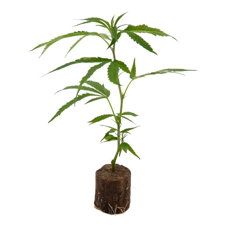 Amnesia Core Cut Stecklingteinwollewürfel Hanfpflanzen 1 Steckling - Hanfify®