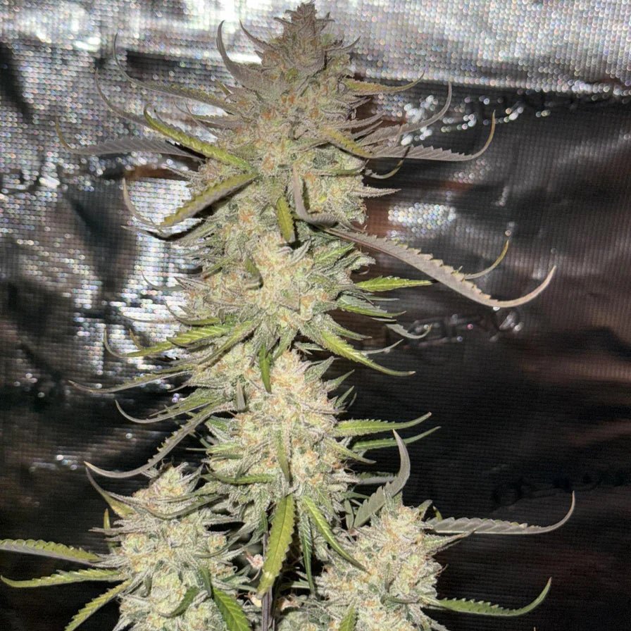 Amnesia Samen Automatik Cannabissamen 1 Samen - Hanfify®