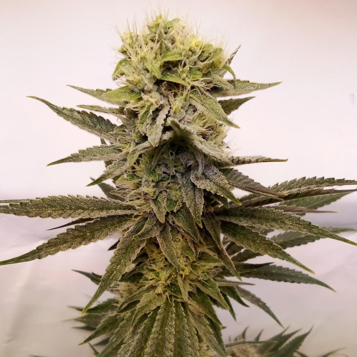Amnesia Samen Automatik Cannabissamen 1 Samen - Hanfify®