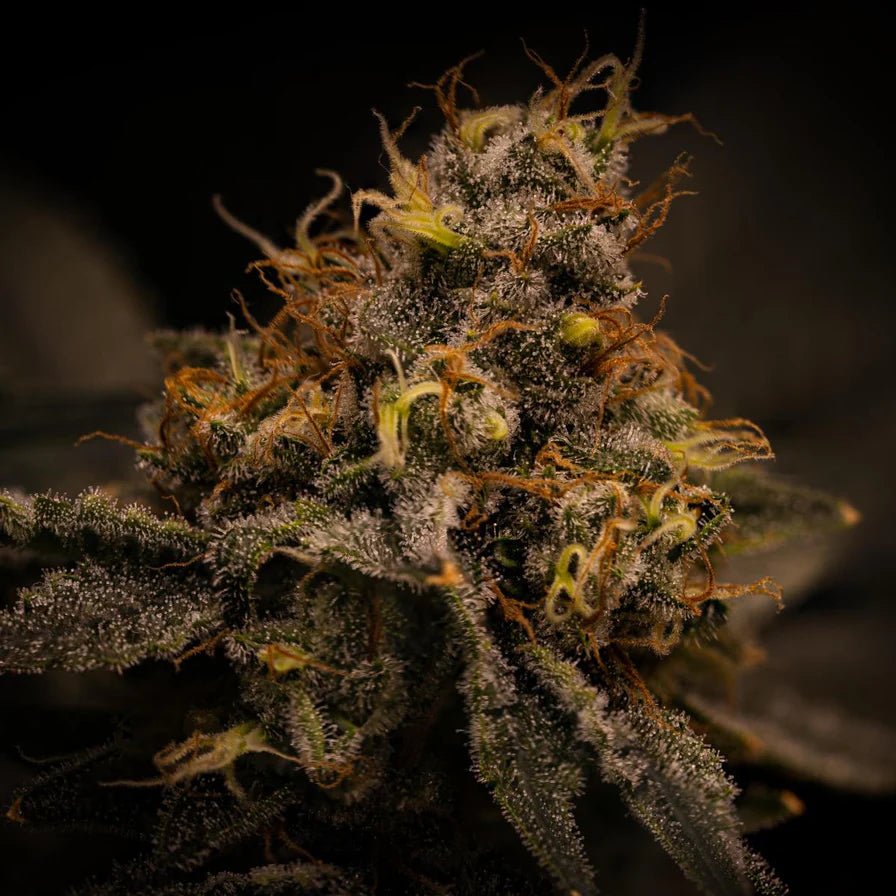 Apple Fritter Samen Automatik Cannabissamen 1 Samen - Hanfify®