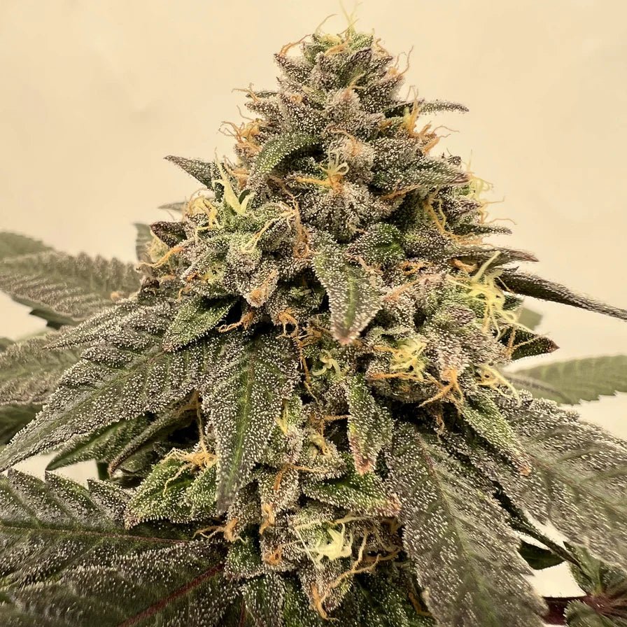 Apples & Bananas Samen Feminisiert Cannabissamen 1 Samen (+1 gratis) - Hanfify®