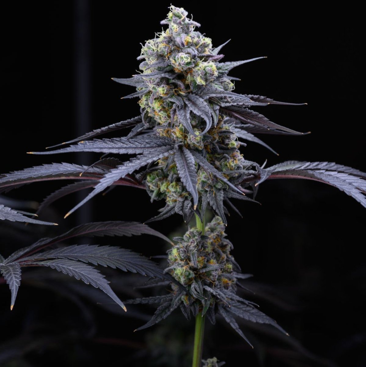 Apples & Bananas Samen Feminisiert Cannabissamen 1 Samen (+1 gratis) - Hanfify®