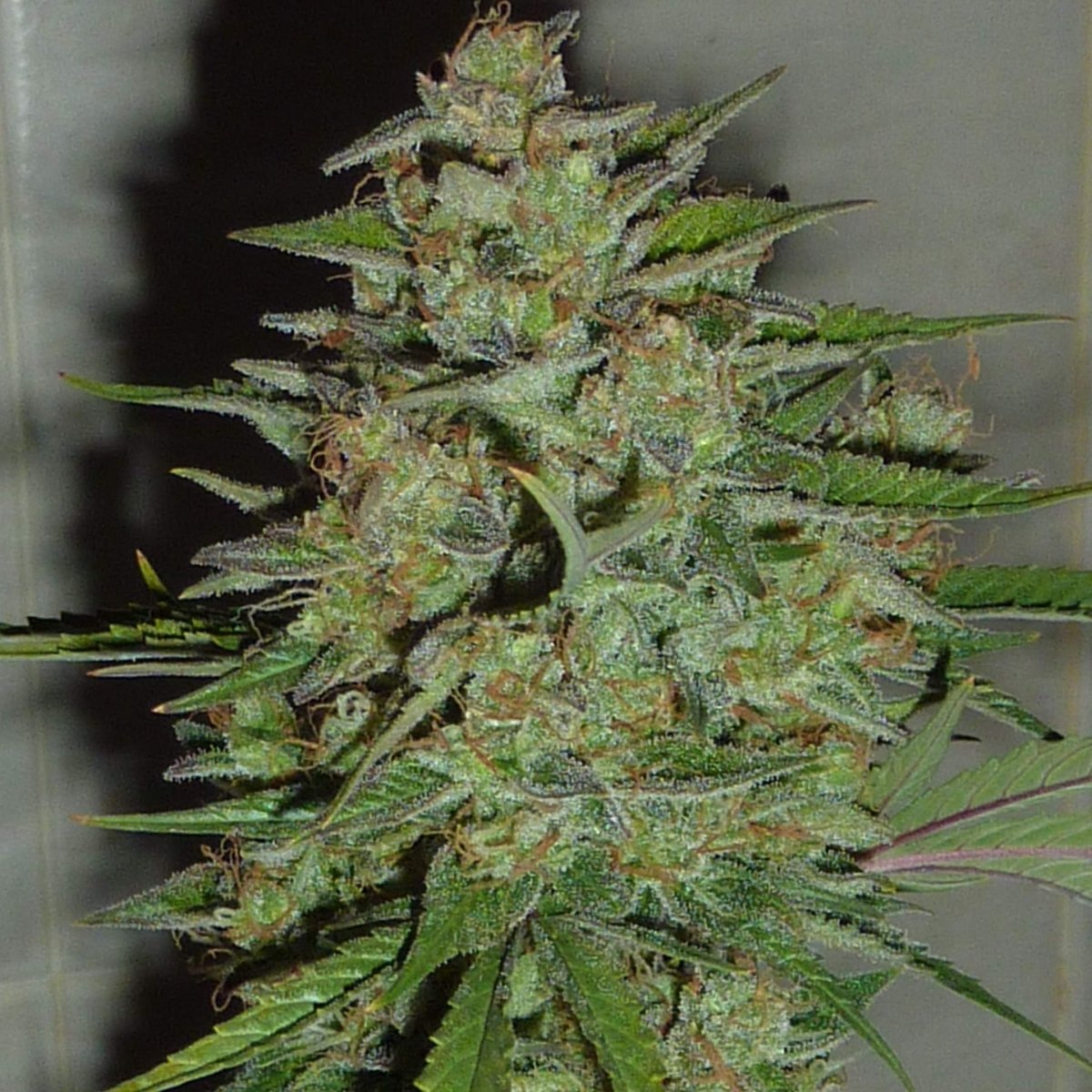 Blue Critical Samen Automatik Cannabissamen 1 Samen - Hanfify®