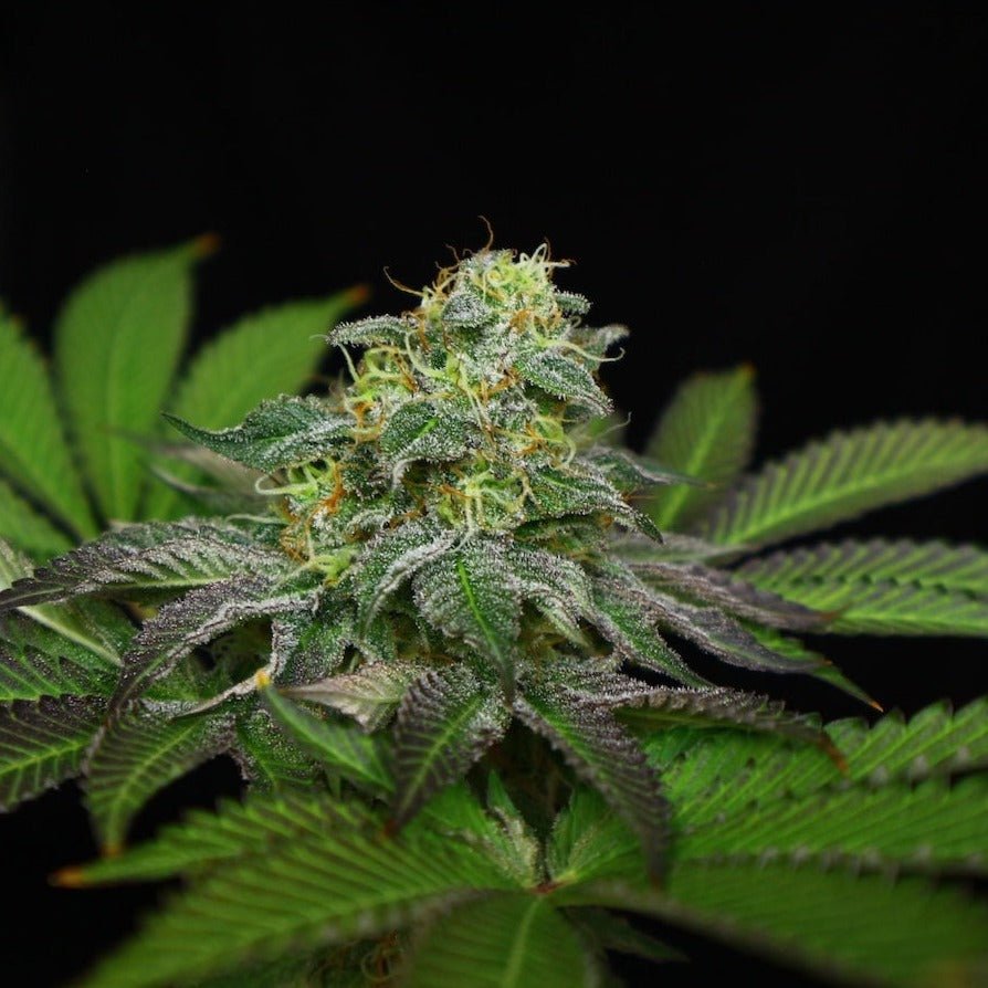 Blue Zushi Steckling Hanfpflanzen 1 Steckling - Hanfify®