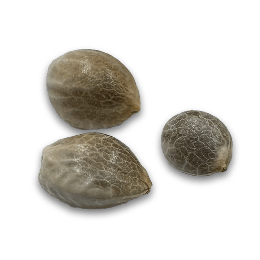 Cadillac Rainbow Samen Feminisiert Cannabissamen 1 Samen (+1 Gratis) - Hanfify®