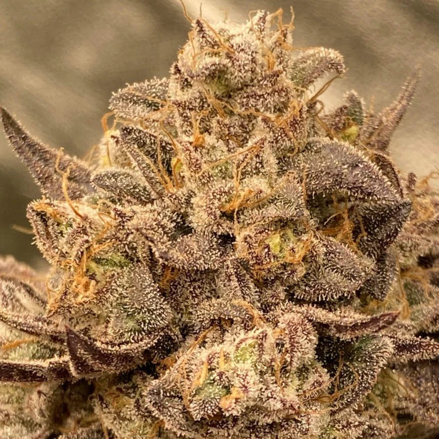 Cake & Punch Steckling Hanfpflanzen 1 Steckling - Hanfify®