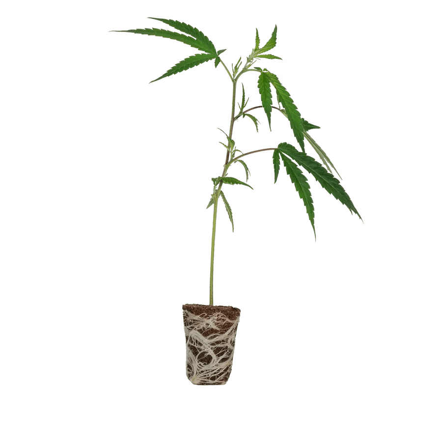 Cake & Punch Steckling Hanfpflanzen 1 Steckling - Hanfify®