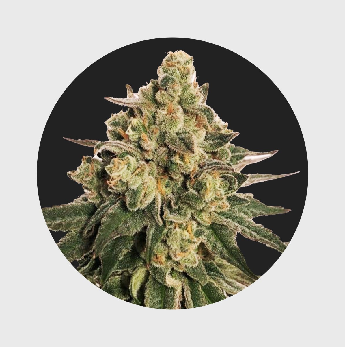 Cali Genetics MAC 20% THC 🌱 auto flower Cannabissamen 3 Stück - Hanfify®