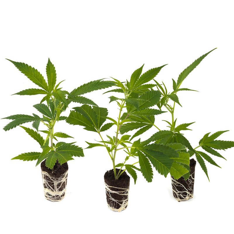 Cannabis - Steckling 3er - Set Hanfpflanzen - Hanfify