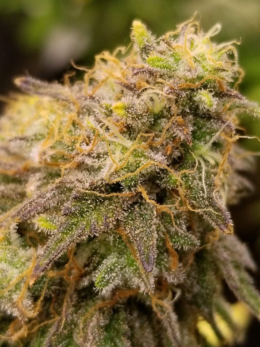 Caramel Cream Steckling Hanfpflanzen 1 Steckling - Hanfify®