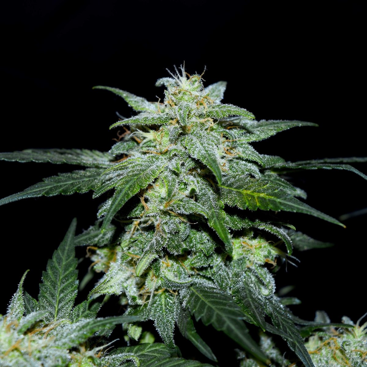 Charlottes Web CBD Samen Feminisiert Cannabissamen 1 Samen ( +1 gratis) - Hanfify®