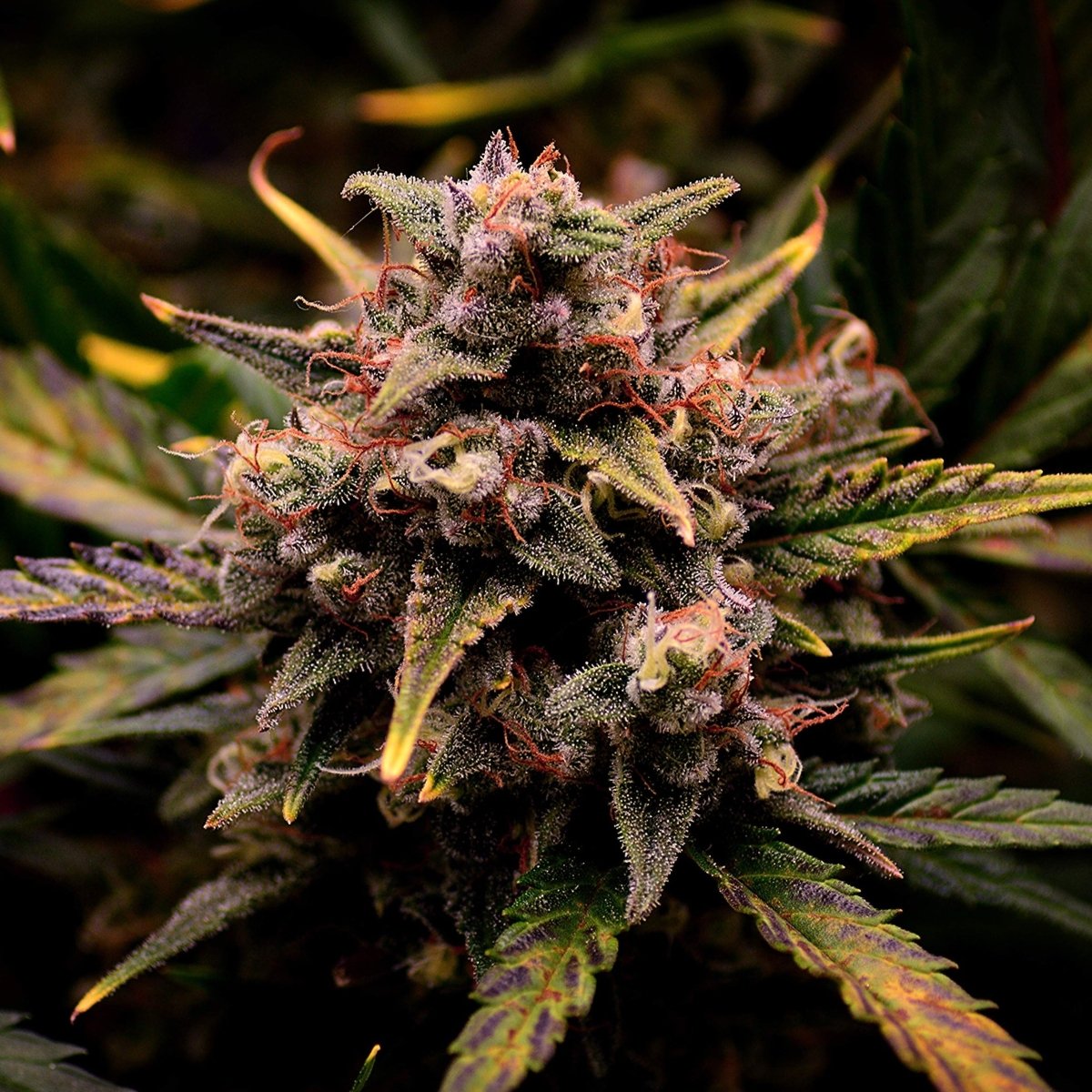 Cream Mandarine Samen Automatik Cannabissamen 1 Samen (+1 Gratis) - Hanfify®