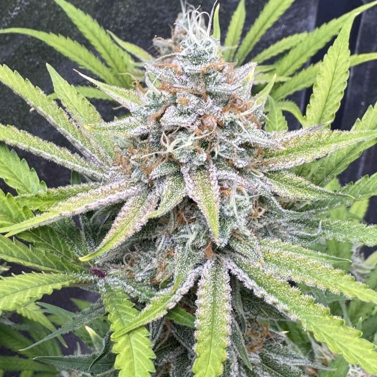 Diesel Samen Automatik Cannabissamen 1 Samen (+1 Gratis) - Hanfify®