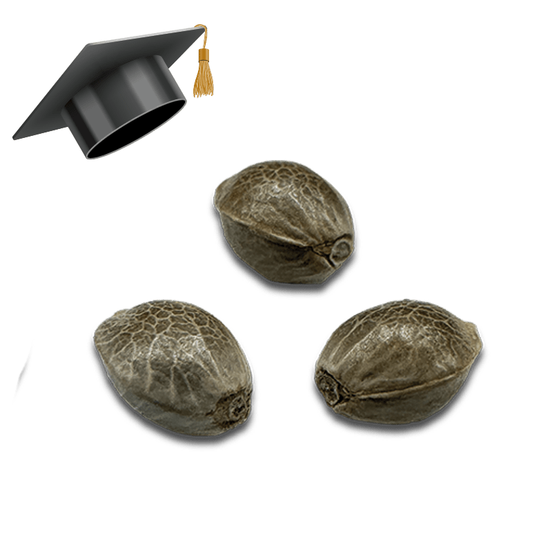 Einsteiger Samen Set Feminisiert Cannabissamen 3 Samen (+3 Gratis) - Hanfify®