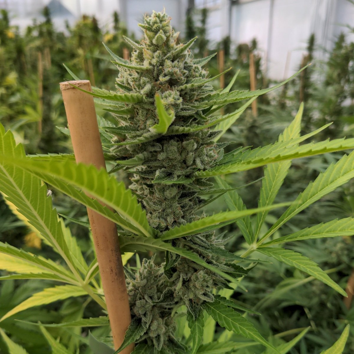 Gorilla Mandarine Samen Automatik Cannabissamen 1 Samen (+1 Gratis) - Hanfify®