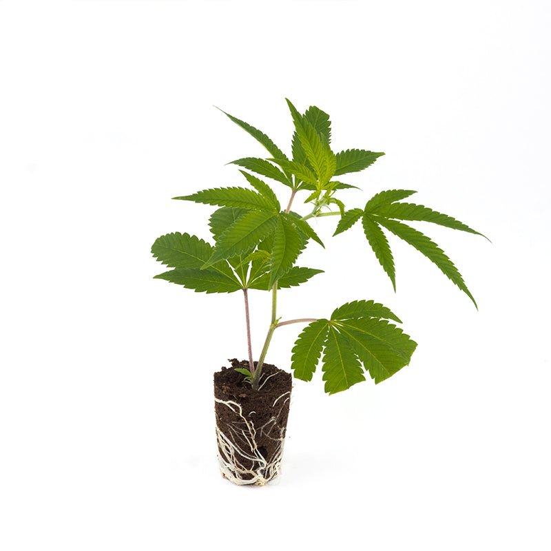 Gorilla Zkittlez Hanfpflanzen - Hanfify