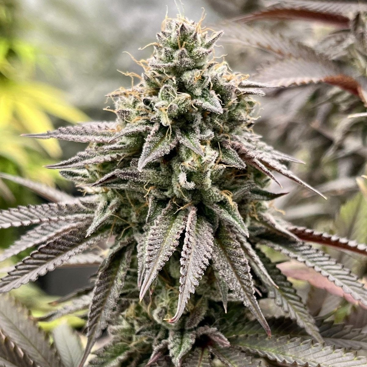 Granddaddy Purple Samen Automatik Cannabissamen 1 Samen (+1 Gratis) - Hanfify®