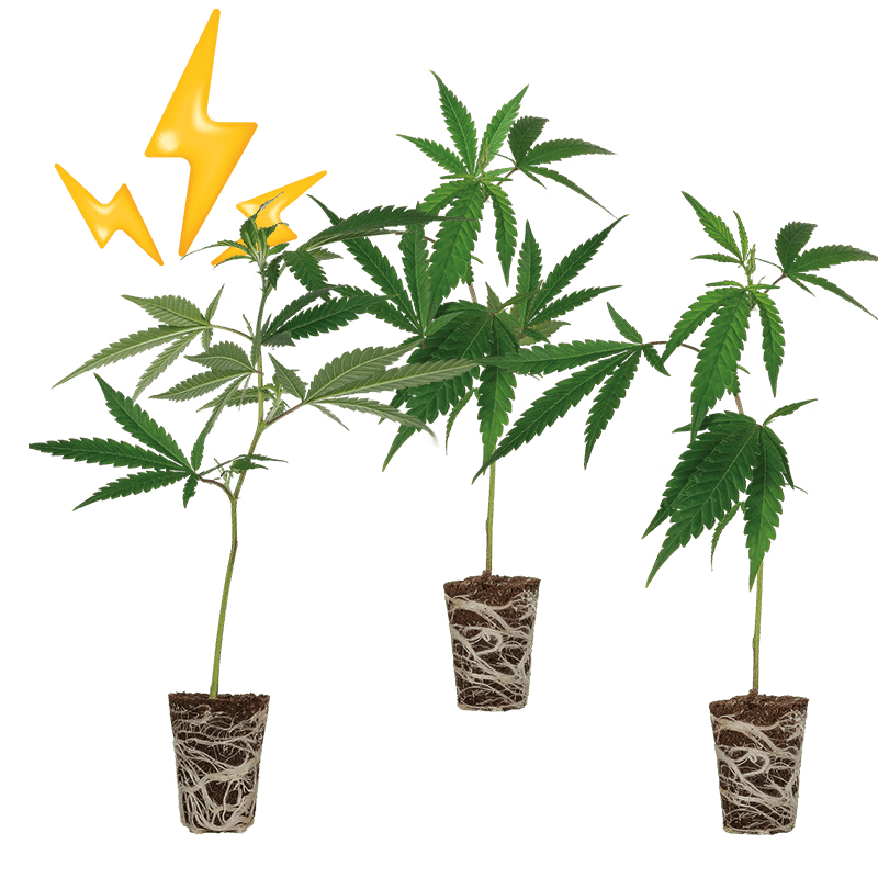 High THC Steckling Sete Hanfpflanzen 3 Stecklinge - Hanfify®