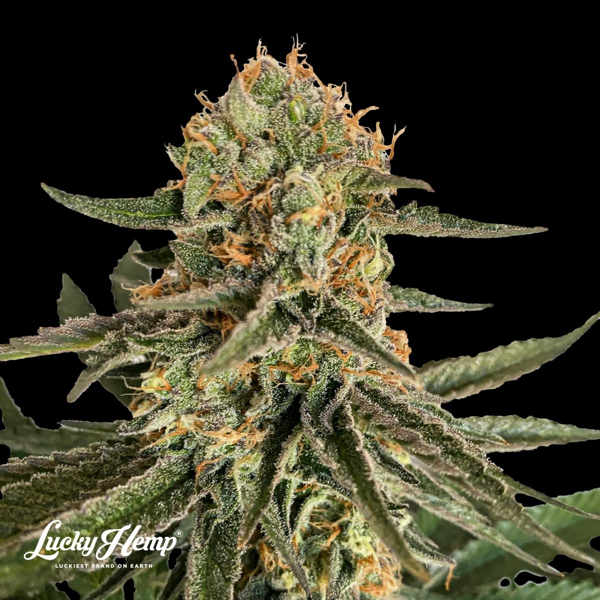 Ice Cream Cake US Samen Feminisiert Cannabissamen 1 Samen (+1 Gratis) - Hanfify®