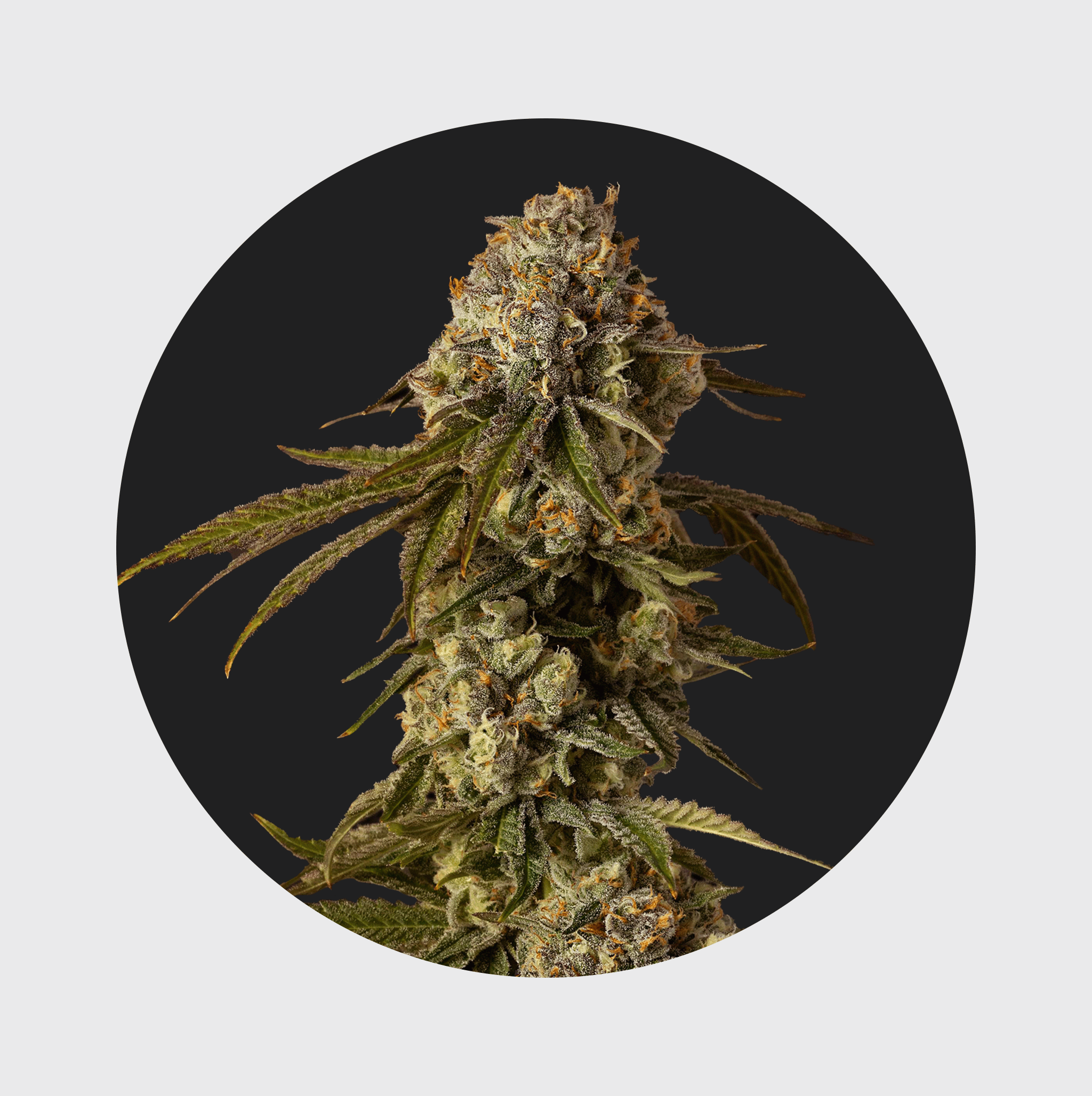 NEU!! Cali Genetics Mango Smile 25% THC 🌱 auto flowering