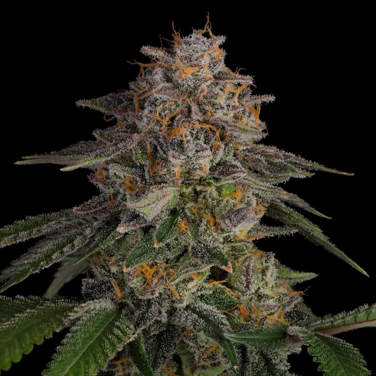 LA Kush Cake Samen Feminisiert Cannabissamen 1 Samen (+1 Gratis) - Hanfify®