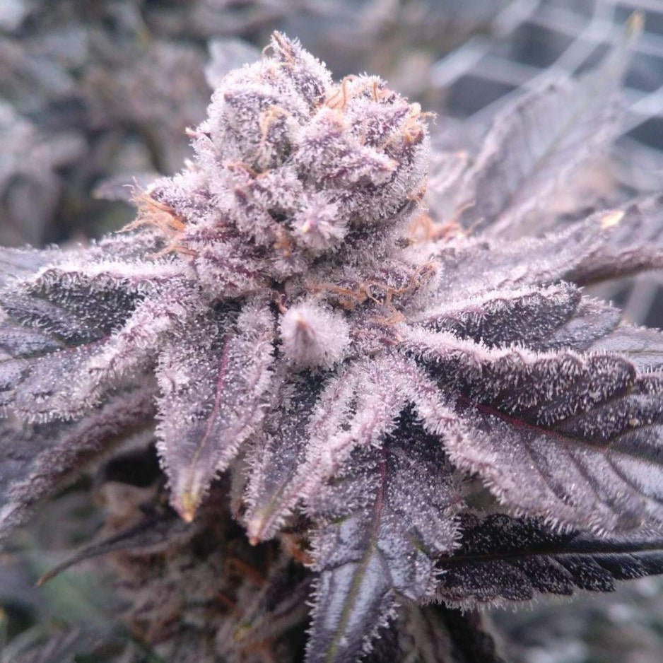 Mandarin Cookies Steckling Hanfpflanzen 1 Steckling - Hanfify®