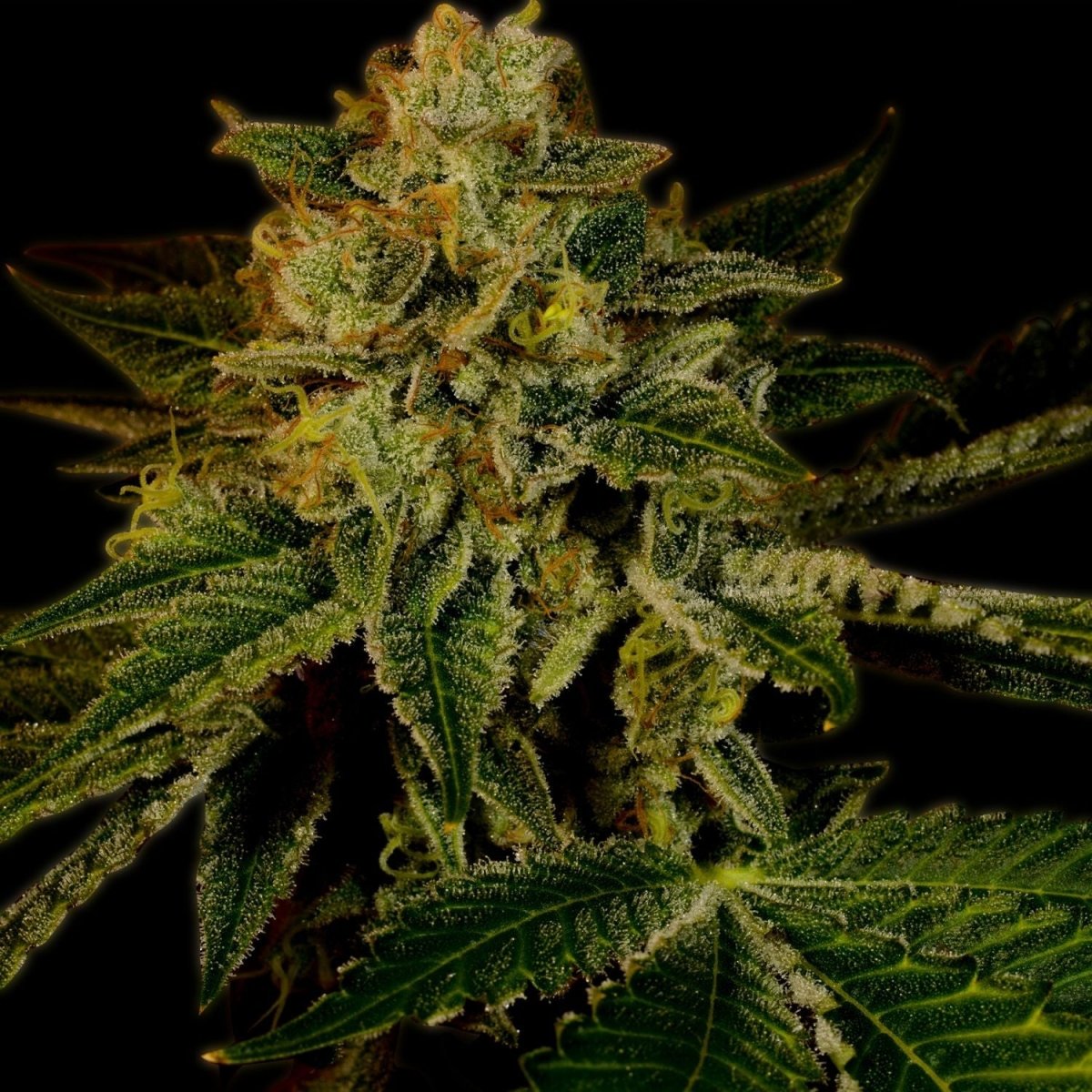 Mango Kush Steckling Hanfpflanzen 1 Steckling - Hanfify®