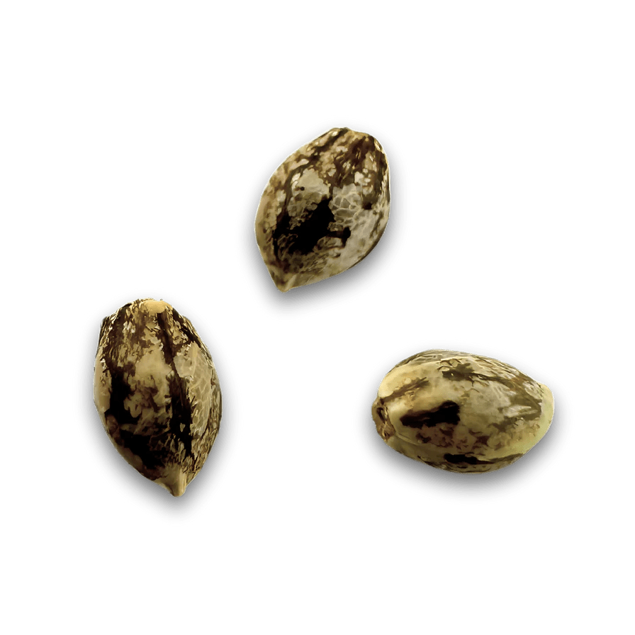 Mimosa Samen Feminisiert Cannabissamen 1 Samen - Hanfify®