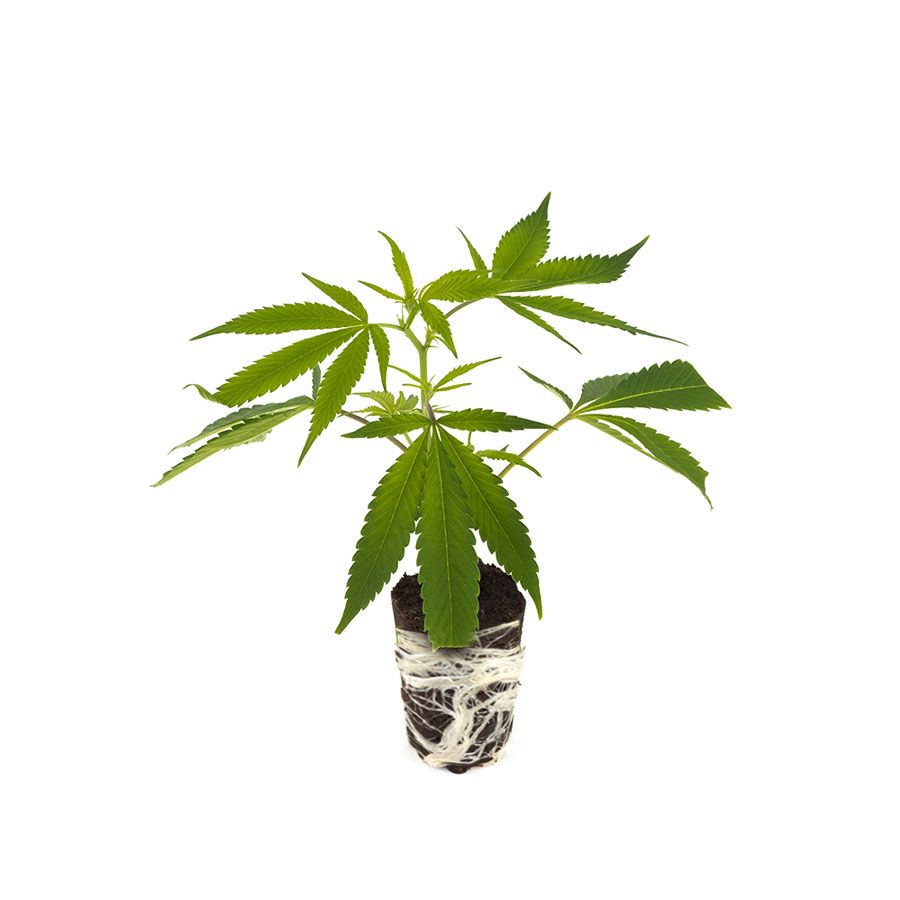 Northern Lights Hanfpflanzen - Hanfify