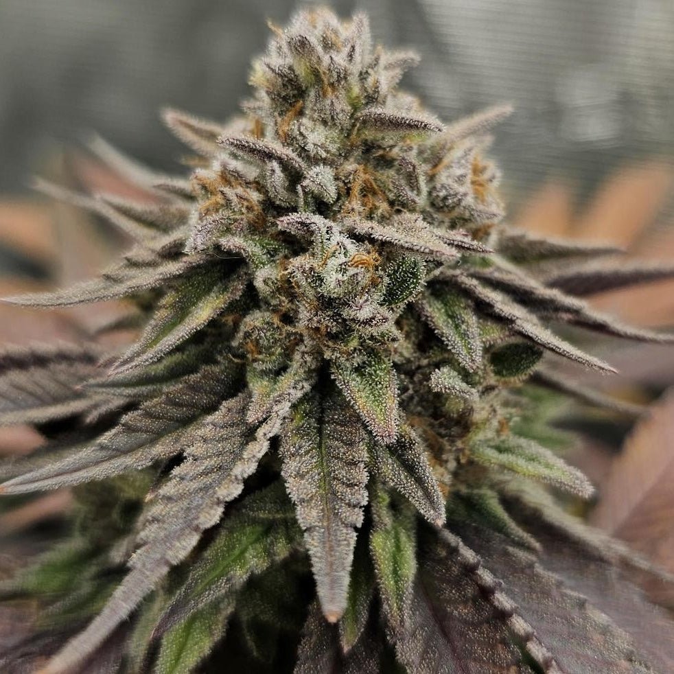 OG Kush Samen Automatik Cannabissamen 1 Samen (+1 Gratis) - Hanfify®