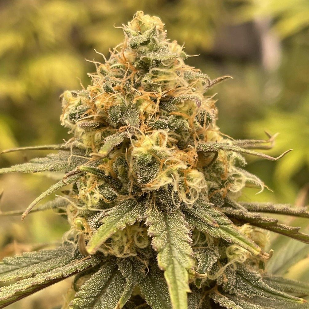 OG Kush Steckling Hanfpflanzen 1 Steckling - Hanfify®