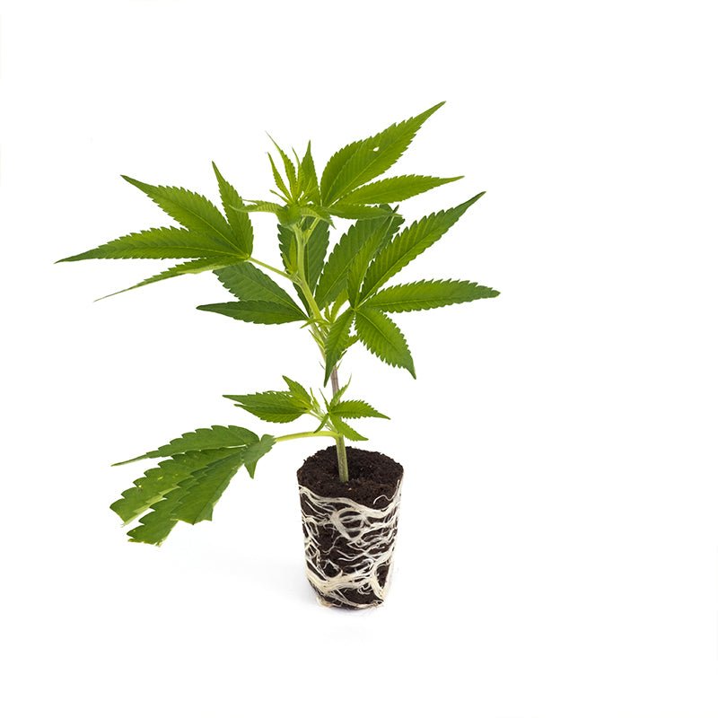 Orange Bud Hanfpflanzen - Hanfify