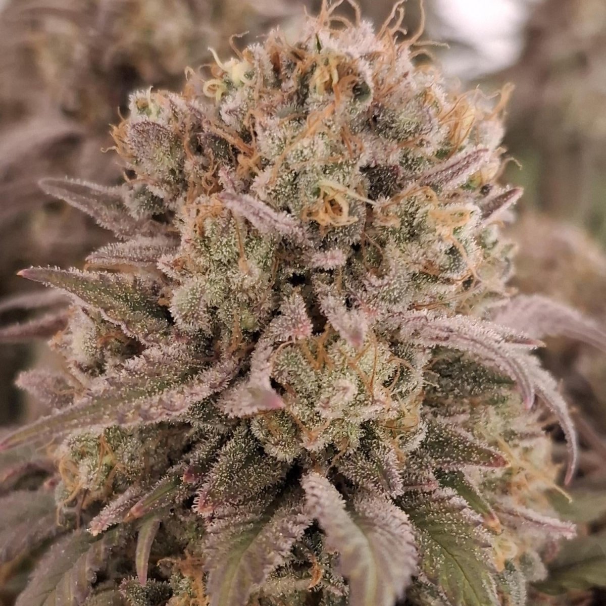 Permanent Marker Samen Feminisiert Cannabissamen 1 Samen (+1 Gratis) - Hanfify®