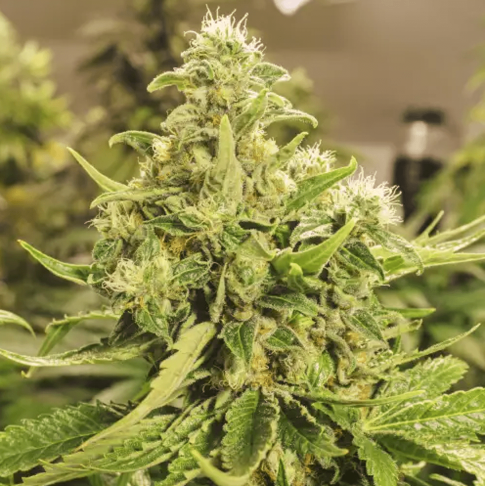 Pure CBG Samen Feminisiert Cannabissamen 1 Samen (+1 Gratis) - Hanfify®
