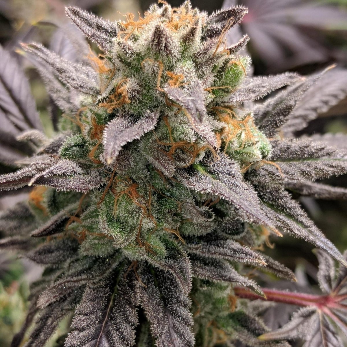 Runtz Jealousy Samen Feminisiert Cannabissamen 1 Samen - Hanfify®