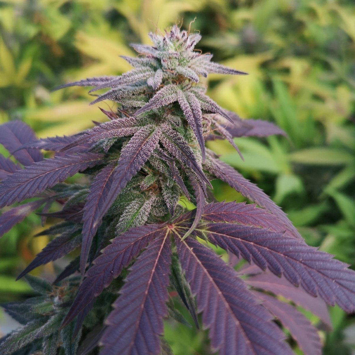 Skittlez Samen Automatik Cannabissamen 1 Samen (+1 Gratis) - Hanfify®