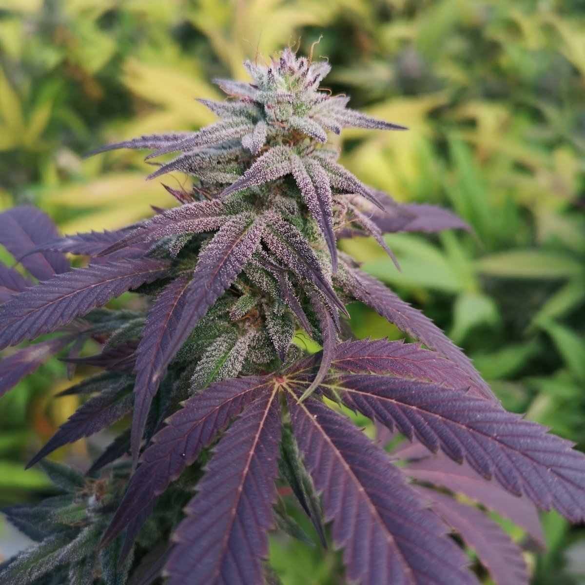 Skittlez Samen Feminisiert Cannabissamen 1 Samen (+1 Gratis) - Hanfify®