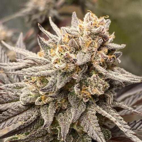 Sour Diesel Samen Automatik Cannabissamen 1 Samen (+1 Gratis) - Hanfify®