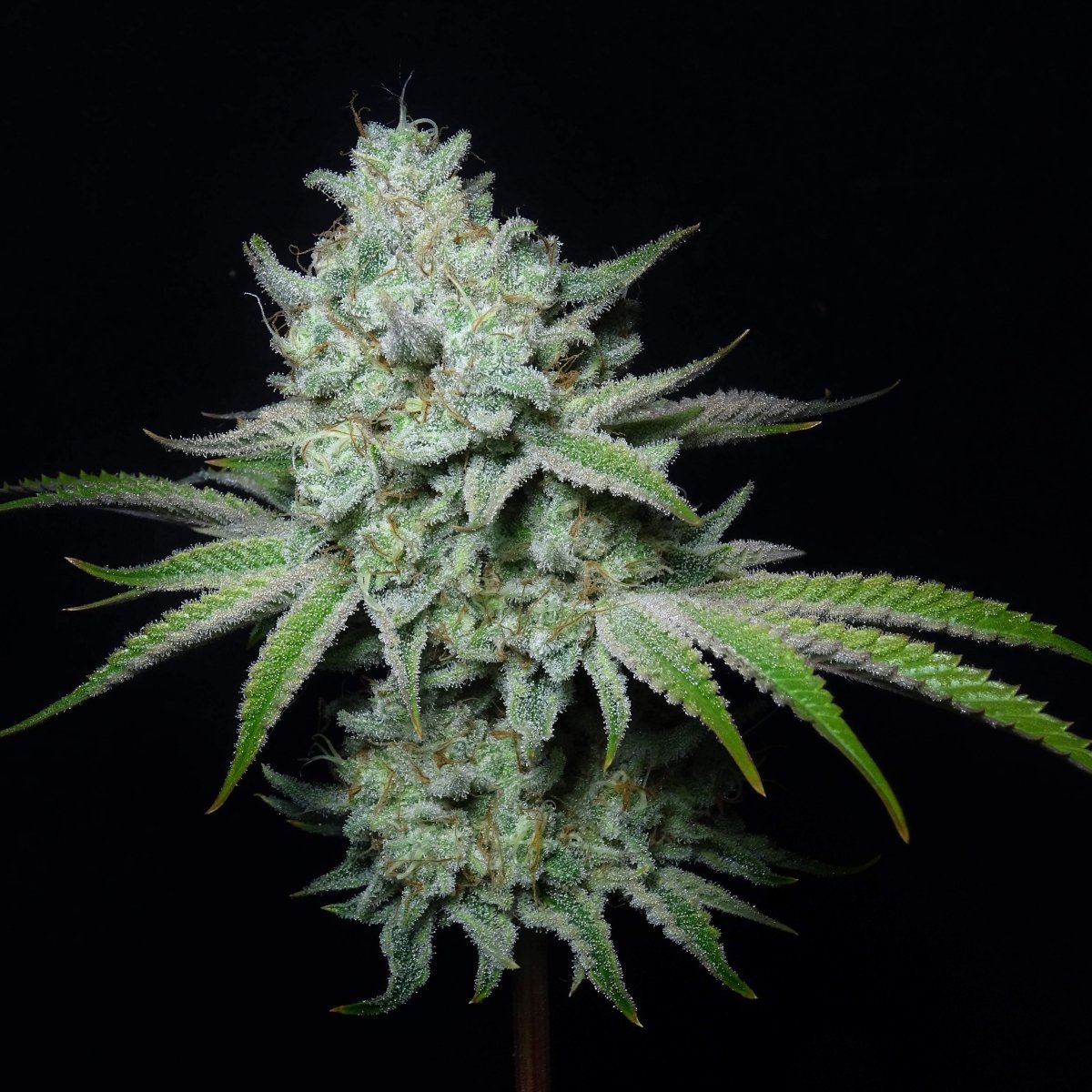 Tangie Land Samen Feminisiert Cannabissamen 1 Samen (+1 Gratis) - Hanfify®