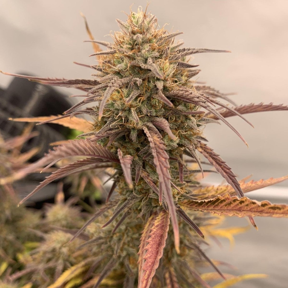 Tropical Cookies Samen Automatik Cannabissamen 1 Samen (+1 Gratis) - Hanfify®