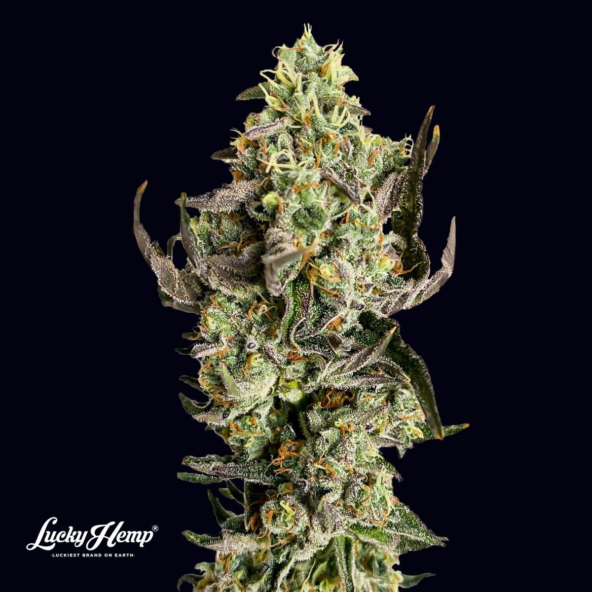 Tropicana US Samen Feminisiert Cannabissamen 1 Samen - Hanfify®