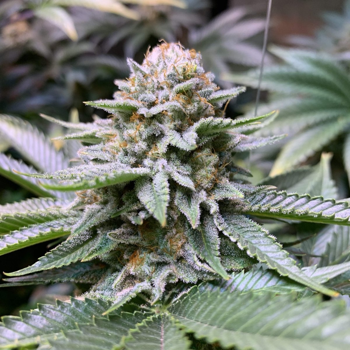 White Fire OG Samen Automatik Cannabissamen 1 Samen (+1 Gratis) - Hanfify®