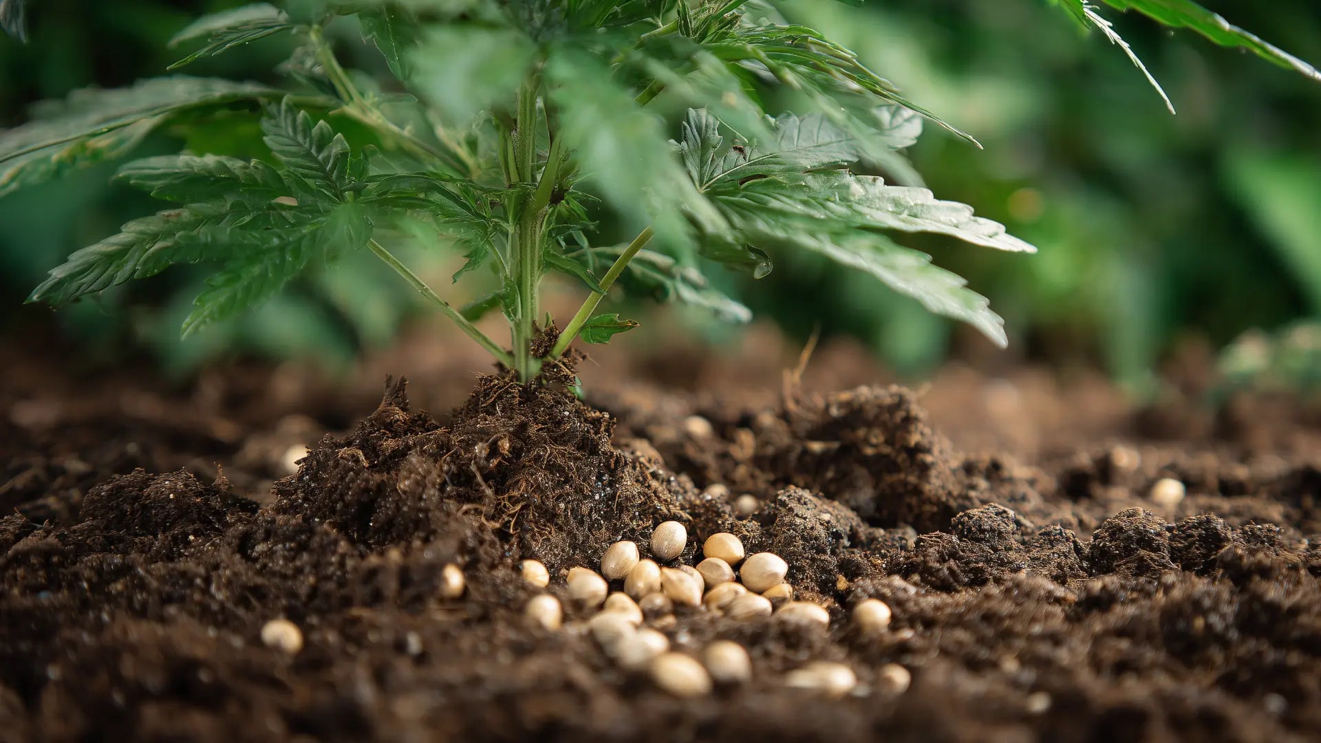 Samen oder Steckling: Was ist der bessere Einstieg?