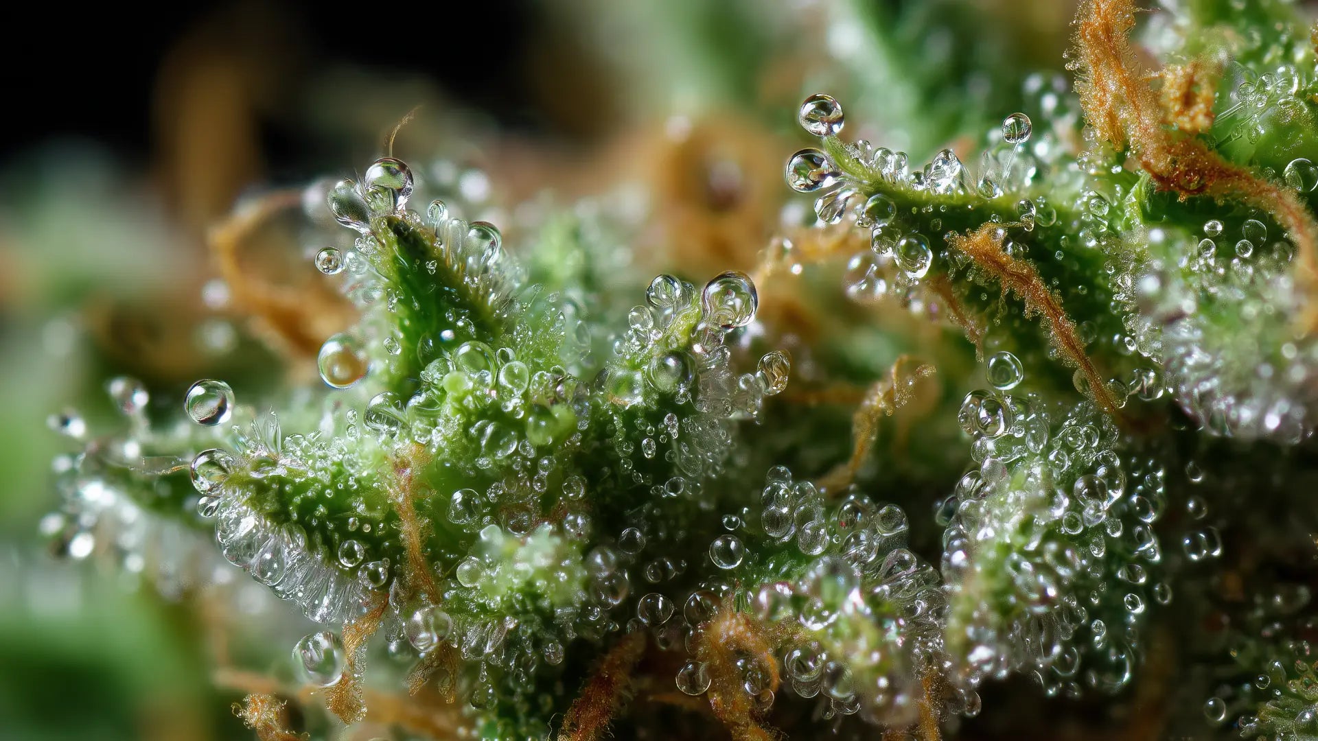 Trichome: Die kleinen Wirkstoffdrüsen der Cannabispflanze