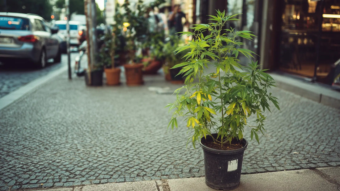 Bubatz: Bedeutung und Herkunft des Cannabis-Slang - Hanfify