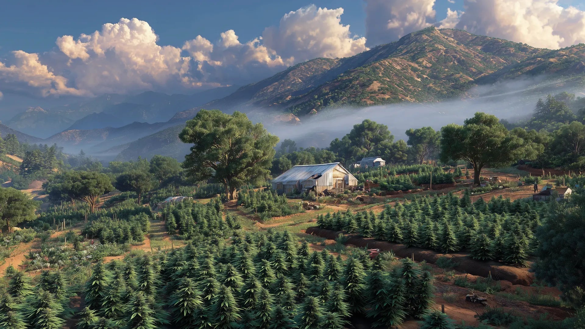 Cali Weed: Alles was du wissen musst - Hanfify®