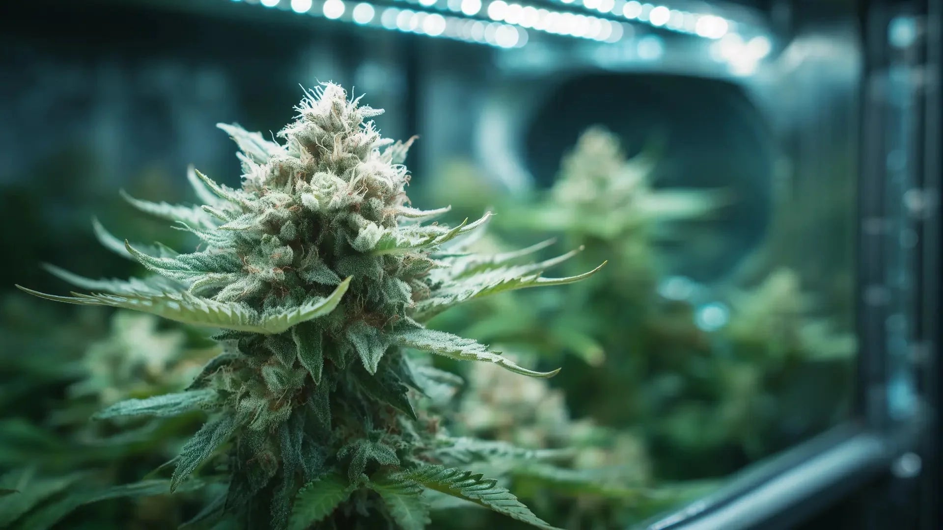 Cannabis-Anbau zuhause: Growbox wirklich nötig? - Hanfify®