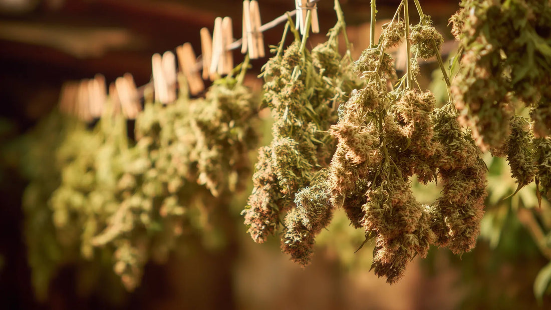 Cannabis-Blüten richtig trocknen: So bewahrst du Aroma und Qualität - Hanfify