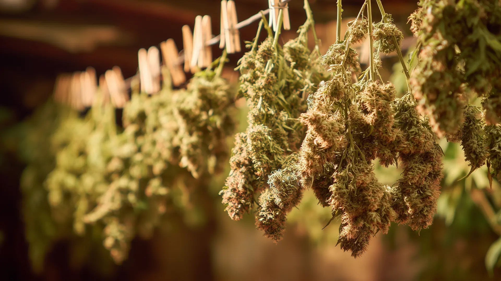 Cannabis-Blüten richtig trocknen: So bewahrst du Aroma und Qualität - Hanfify